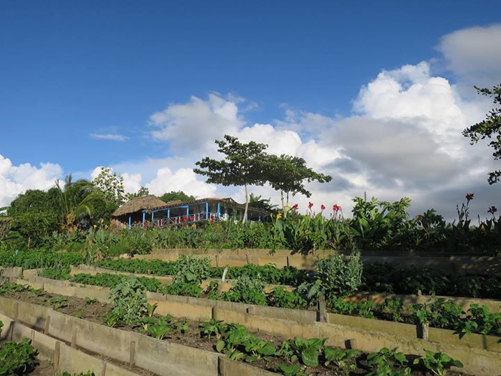 獲得古巴政府提供的土地建立的有機農場。
